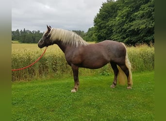 Caballo de la Selva Negra, Yegua, 13 años, 151 cm, Alazán-tostado