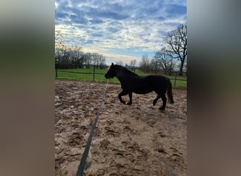 Caballo de la Selva Negra, Yegua, 15 años, 155 cm, Alazán-tostado