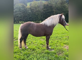 Caballo de la Selva Negra, Yegua, 15 años, Alazán-tostado