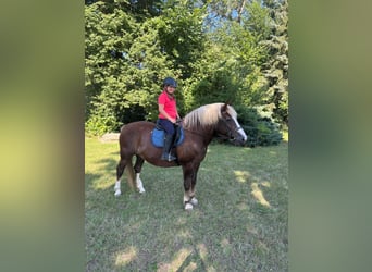 Caballo de la Selva Negra, Yegua, 17 años, 145 cm, Alazán-tostado
