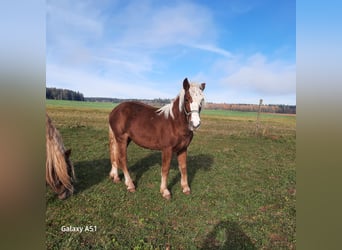 Caballo de la Selva Negra, Yegua, 1 año, Alazán