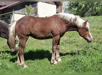 Caballo de la Selva Negra, Yegua, 1 año, Alazán-tostado
