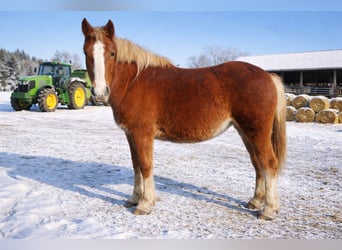 Caballo de la Selva Negra, Yegua, 2 años, 144 cm