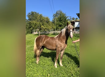 Caballo de la Selva Negra, Yegua, 2 años, 152 cm, Alazán-tostado