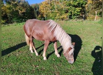 Caballo de la Selva Negra, Yegua, 2 años, 157 cm, Alazán-tostado