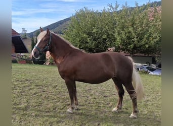 Caballo de la Selva Negra, Yegua, 2 años, Alazán