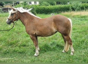 Caballo de la Selva Negra, Yegua, 2 años