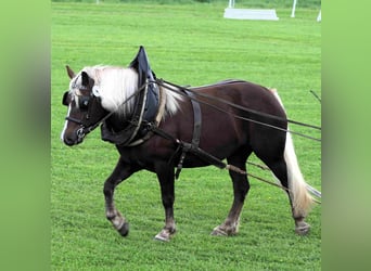 Caballo de la Selva Negra, Yegua, 4 años, 149 cm, Alazán-tostado