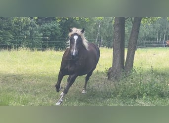 Caballo de la Selva Negra, Yegua, 4 años, 150 cm, Alazán-tostado