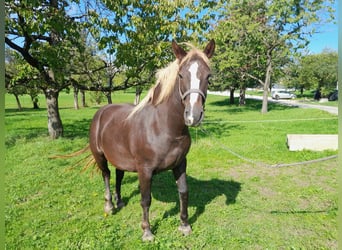 Caballo de la Selva Negra, Yegua, 4 años, Alazán