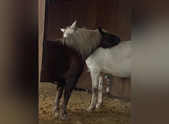 Caballo de la Selva Negra, Yegua, 5 años, 138 cm, Alazán-tostado