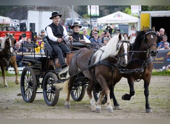 Caballo de la Selva Negra, Yegua, 5 años, 149 cm, Alazán-tostado