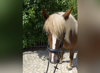 Caballo de la Selva Negra, Yegua, 5 años, 149 cm, Alazán-tostado