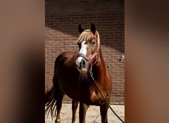 Caballo de la Selva Negra, Yegua, 5 años, 150 cm, Alazán-tostado