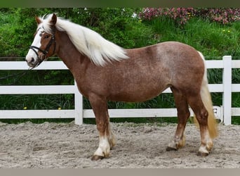 Caballo de la Selva Negra, Yegua, 5 años, 158 cm, Alazán-tostado