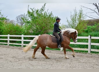 Caballo de la Selva Negra, Yegua, 5 años, 158 cm, Alazán-tostado