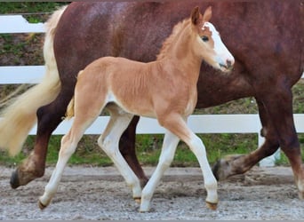 Caballo de la Selva Negra, Yegua, 5 años, 158 cm, Alazán-tostado