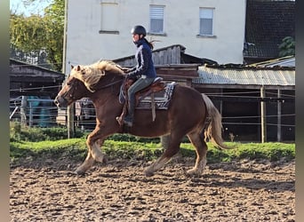 Caballo de la Selva Negra Mestizo, Yegua, 6 años, 158 cm, Alazán-tostado