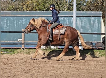 Caballo de la Selva Negra Mestizo, Yegua, 6 años, 158 cm, Alazán-tostado