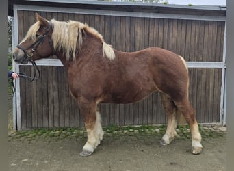 Caballo de la Selva Negra Mestizo, Yegua, 6 años, 158 cm, Alazán-tostado