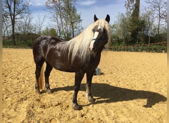 Caballo de la Selva Negra, Yegua, 7 años, 155 cm, Alazán-tostado