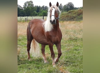 Caballo de la Selva Negra, Yegua, 8 años, 157 cm, Alazán-tostado