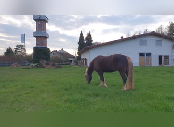 Caballo de la Selva Negra, Yegua, 9 años, 152 cm, Alazán-tostado