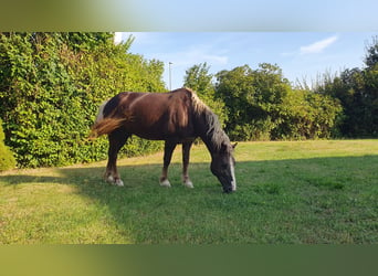 Caballo de la Selva Negra, Yegua, 9 años, 152 cm, Alazán-tostado