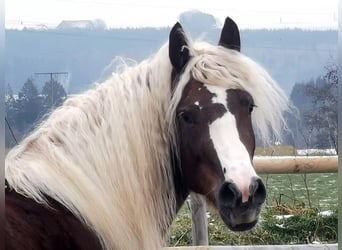 Caballo de la Selva Negra, Yegua, 9 años, 153 cm, Alazán-tostado