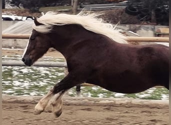 Caballo de la Selva Negra, Yegua, 9 años, 153 cm, Alazán-tostado