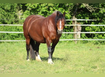 Caballo de la Selva Negra, Yegua, 9 años, 154 cm, Castaño