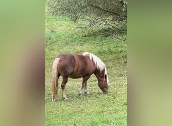 Caballo de la Selva Negra, Yegua, 9 años, Alazán-tostado