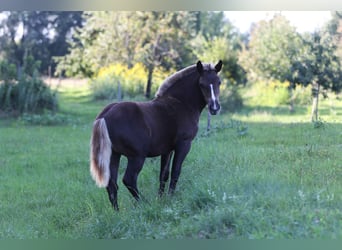 Caballo de la Selva Negra, Yegua, Potro (03/2025), 153 cm, Alazán-tostado
