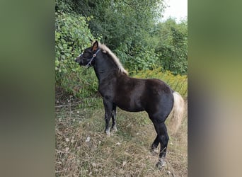 Caballo de la Selva Negra, Yegua, Potro (05/2026), Alazán-tostado