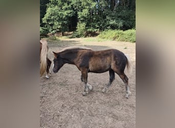 Caballo de la Selva Negra, Yegua, Potro (05/2026), Alazán-tostado