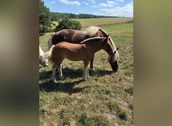 Caballo de la Selva Negra, Yegua, Potro (05/2026)