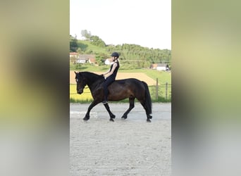 Caballo de las montañas de Bosnia, Caballo castrado, 9 años, 146 cm, Castaño oscuro