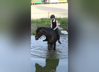 Caballo de las montañas de Bosnia, Caballo castrado, 9 años, 146 cm, Castaño oscuro