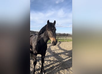 Caballo de las montañas de Bosnia, Caballo castrado, 9 años, 146 cm, Castaño oscuro