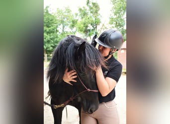 Caballo de Merens, Caballo castrado, 3 años, 150 cm, Negro