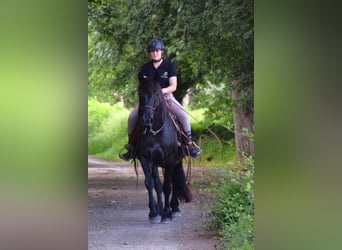 Caballo de Merens, Caballo castrado, 3 años, 150 cm, Negro