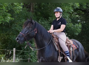 Caballo de Merens, Caballo castrado, 3 años, 150 cm, Negro