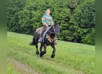 Caballo de Merens, Caballo castrado, 6 años, 151 cm, Negro