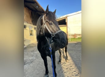 Caballo de Merens, Caballo castrado, 6 años, 169 cm, Negro