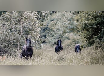Caballo de Merens, Caballo castrado, 8 años, 160 cm, Negro