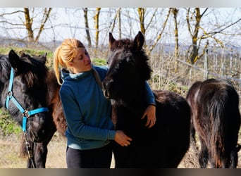 Caballo de Merens, Semental, 1 año, Negro