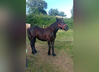 Caballo de Merens, Semental, 1 año, Negro