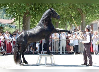 Caballo de Merens, Semental, 22 años, 158 cm, Negro