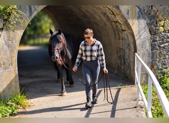 Caballo de Merens, Semental, 2 años, Negro