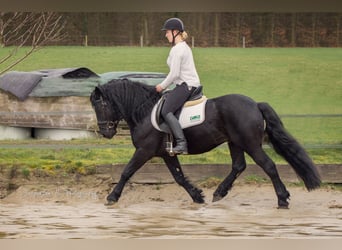 Caballo de Merens, Semental, 9 años, 150 cm, Negro